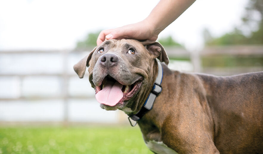 happy dog.jpg